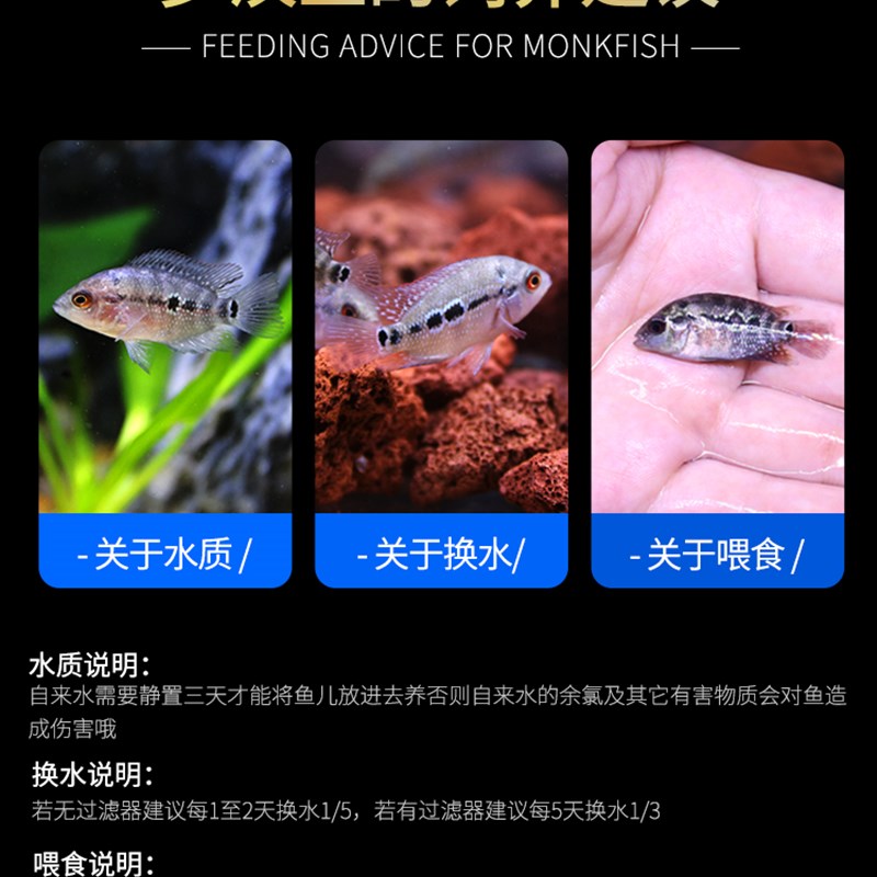 速发鸿运当头罗汉鱼苗亚成鱼起头观赏鱼泰国红马幻彩金花红德萨斯