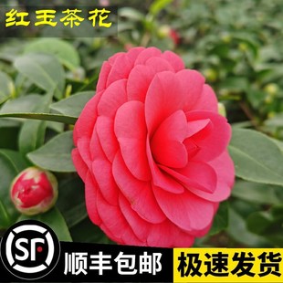 花卉绿植栽红色室内正品 红玉新茶花树苗盆艳带p花苞山品种四季 包