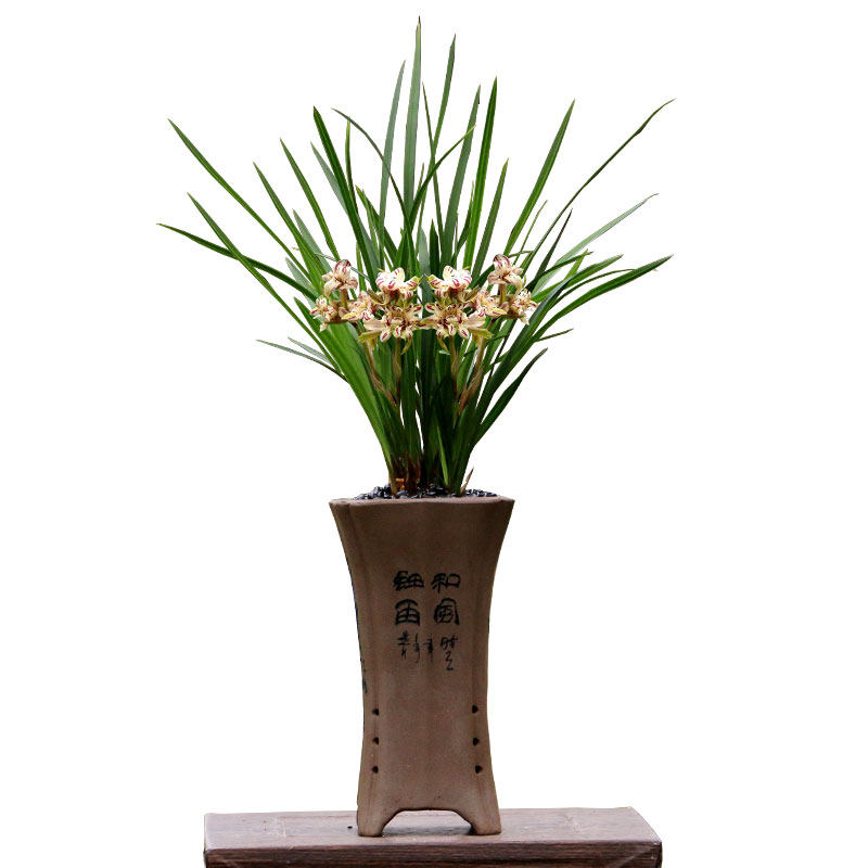 兰花苗春兰细叶天彭牡丹天蓬带花浓香奇花T好养室内绿植花卉