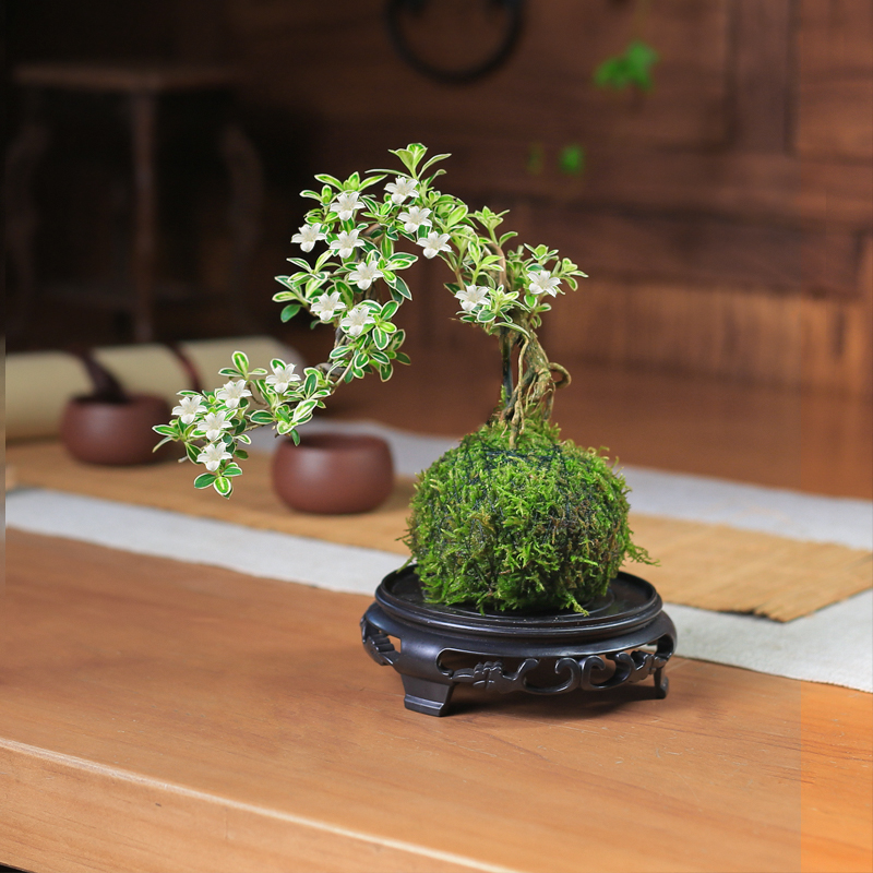 新品苔玉六月雪造型盆景苔藓球微景观懒人好养水培绿植室内桌面花