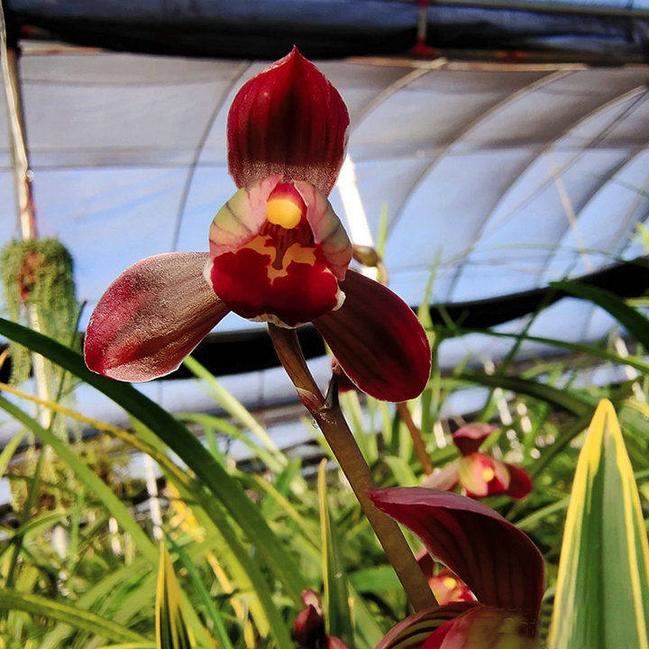 墨兰-东方红神荷  浓香型 花期春节前后矮种金q边室内花卉绿植盆