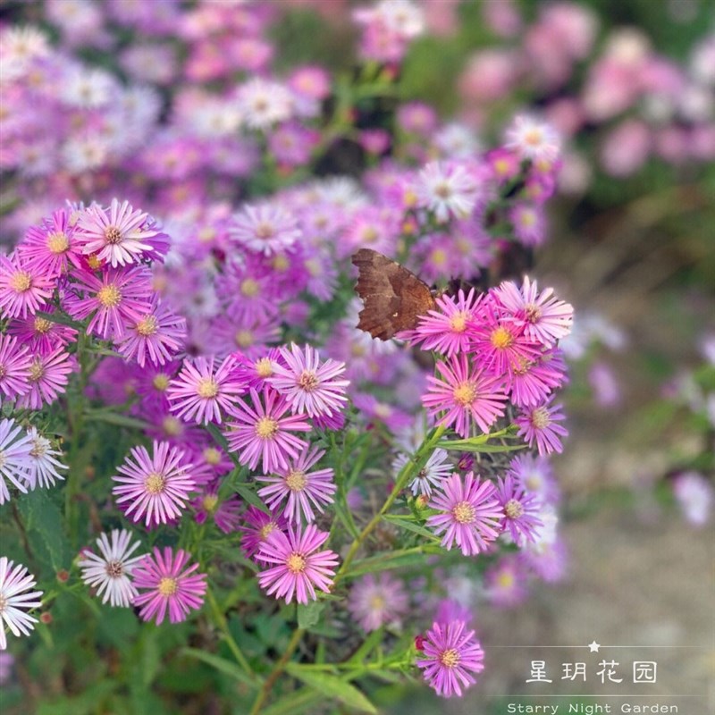 四季多年生宿e耐寒耐热花卉紫苑荷兰菊小卡罗盆栽庭院花苗花境植