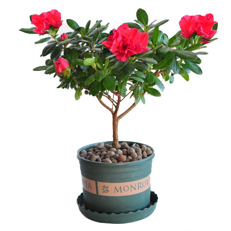 杜鹃花盆栽室内绿植庭院四季开花植物好养满映山红盆景带花苞发货