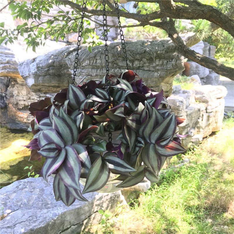 厂家紫叶吊竹梅阳台室q内紫罗兰吊兰盆栽绿植花卉净化空气好养耐