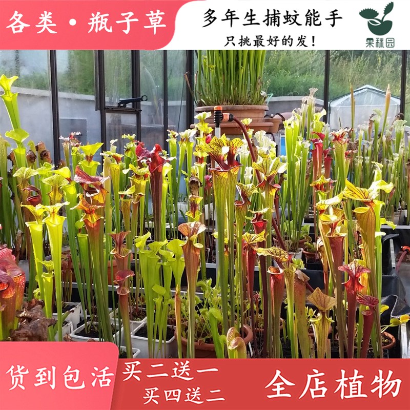 瓶子草大型食虫植物捕虫食虫草驱蚊草捕蚊草猪笼草食人花买二送一