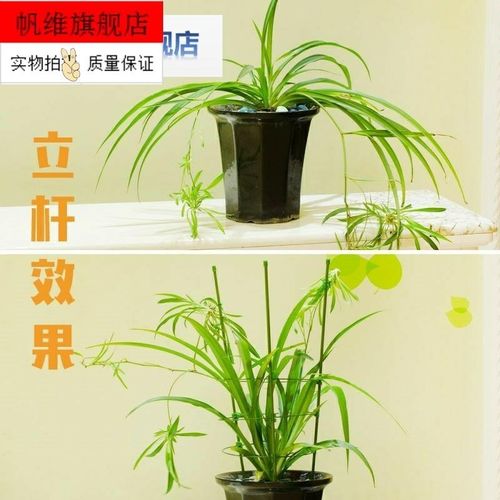 架子花盆圆形花卉支架花园支撑杆加大固定园艺养花家用固定圈