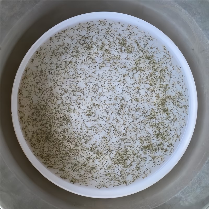 速发黄鳝水花苗 长鱼苗 鳝鱼鱼苗 小黄鳝苗 鳝苗 快大 易活 耐寒