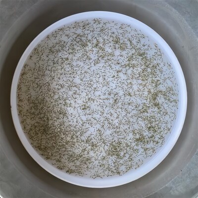 速发黄鳝水花苗 长鱼苗 鳝鱼鱼苗 小黄鳝苗 鳝苗 快大 易活 耐寒
