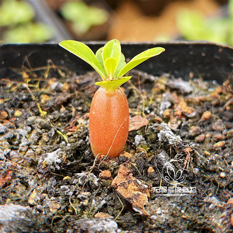 多肉植物 块根 象牙宫玉筒蝶春白马城天马空惠比须笑y漆树蛮鬼塔