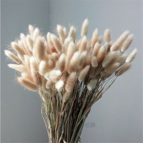 Natural Dried Flowers Lagurus Ovatus Rabbit Bunny Tail Grass