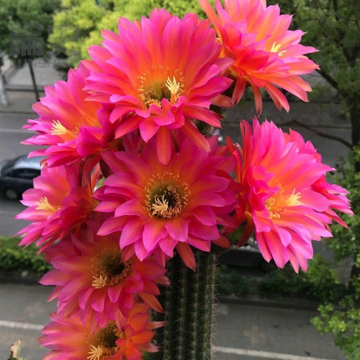 开花仙人球毛花柱彩草金纽飞碟丽花卉盆栽大花品种仙人球盆栽开花