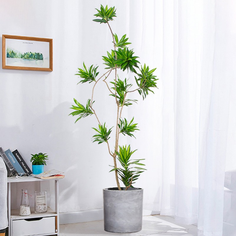 百合竹大盆栽大型老桩o真绿植室内客厅办公室小苗金心金边造型植