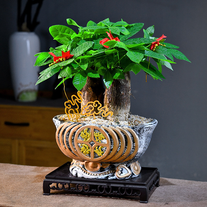 三杆发财树盆景室内绿植招财树客厅办公书房桌面寓意植物摆件送礼