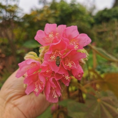 新品吊芙蓉热带绣球花梧桐科非洲芙蓉属乔木花Q卉百铃花粉红绣球