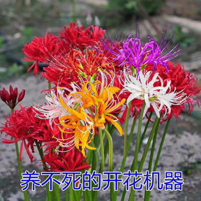 [买就送]彼岸花耐寒水养植物客厅绿植进口曼珠沙华四季常青除甲醛