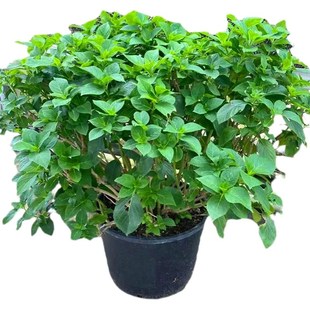 高档花卉绣球花苗盆栽无尽夏盆栽露台耐寒好养花卉无尽夏多年生
