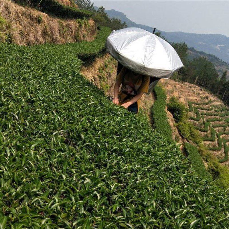 新品采茶伞可背式遮阳伞防晒头戴伞双层大号摘茶伞户外携带头顶雨