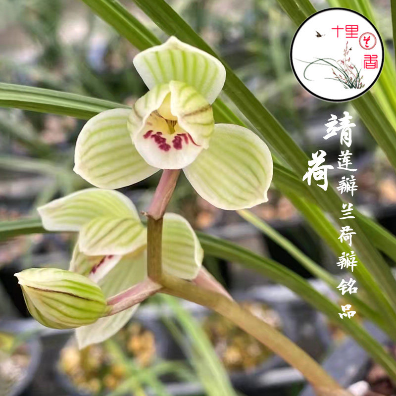 速发莲瓣兰荷h瓣铭品靖荷 荷之冠 绣荷鼎自然老种兰花苗