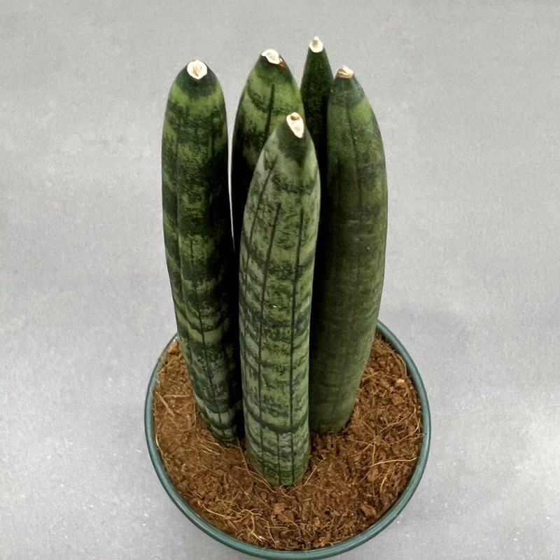 棒叶佛前香虎皮兰 办公室吸甲醛净化空气绿植小盆栽稀有多肉植物
