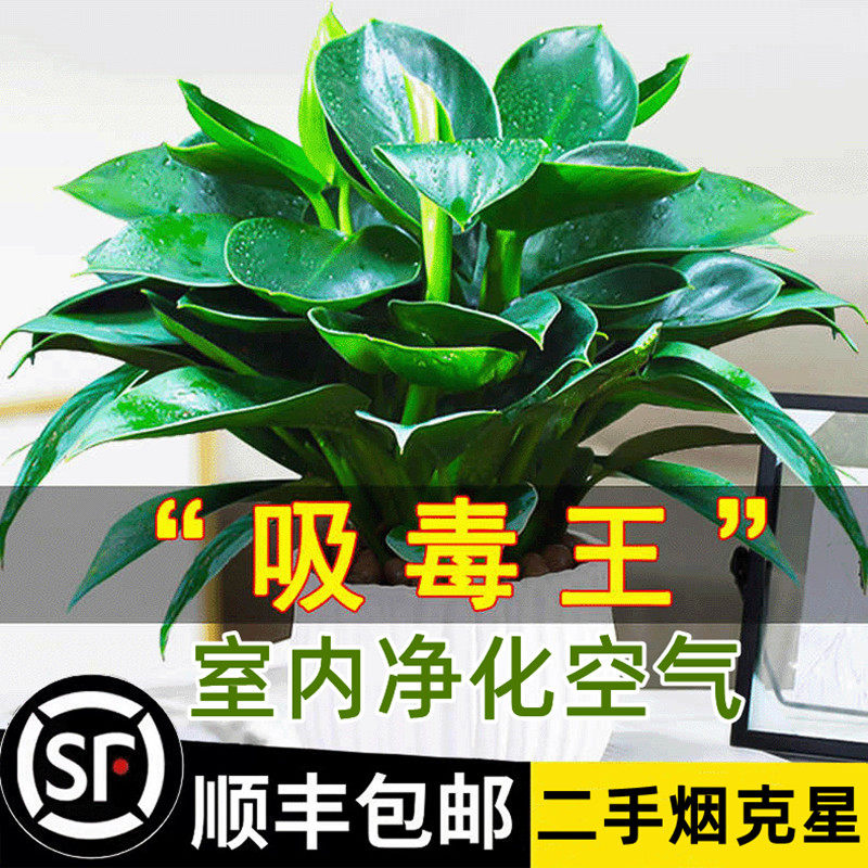 现货铂金钻盆栽绿萝箩花卉植物室内花水培绿O植多肉好养发财树吸