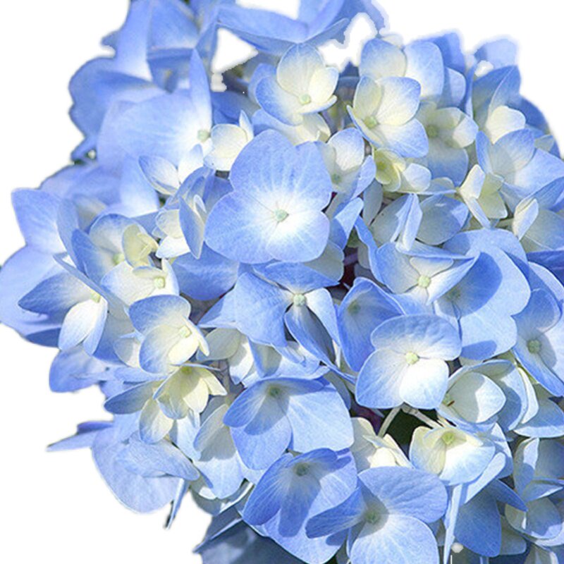 无尽夏革命蓝色多瑙河头花杜鲁斯花手鞠佳澄绣球花盆栽苗庭院绿植