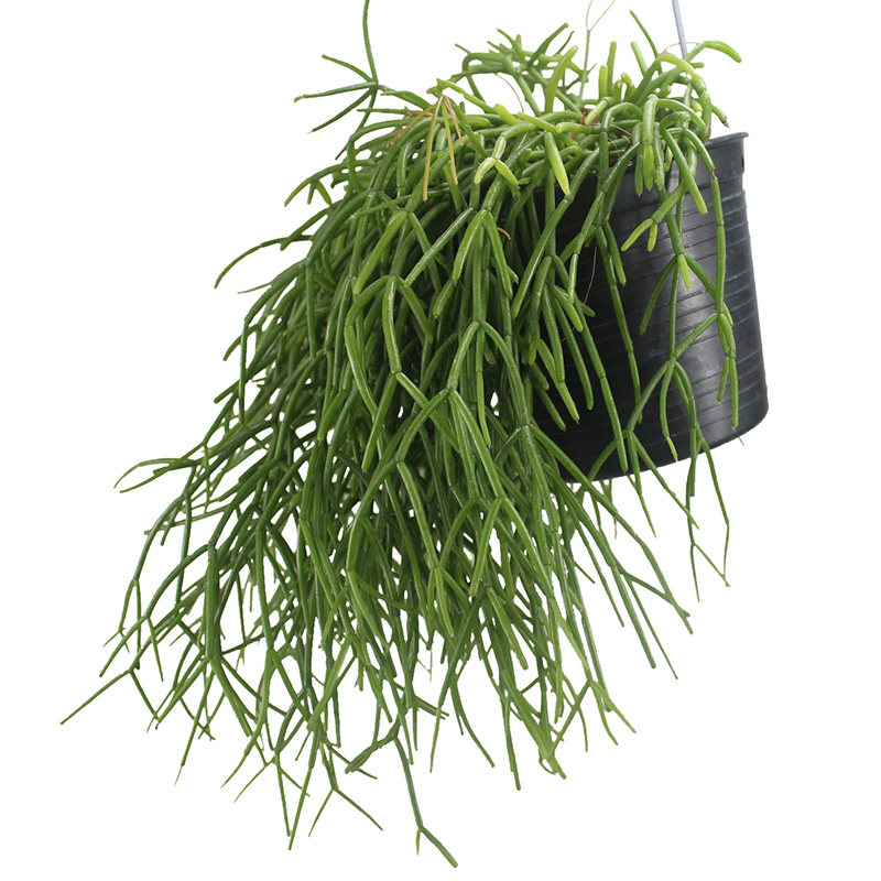 速发雨林缸附生植物丝苇玉珊瑚仙人掌h扁叶青柳昙花室内绿化耐阴