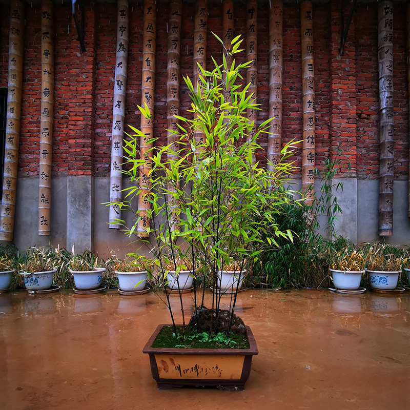 名贵紫竹苗竹子种子n小苗室内小型矮化紫竹盆栽庭院绿植紫竹盆景