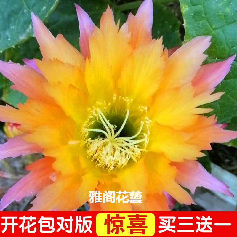 令箭荷花苗带根不带花苞r嫁接枝条蟹爪兰昙花盆栽绿植室内花卉包