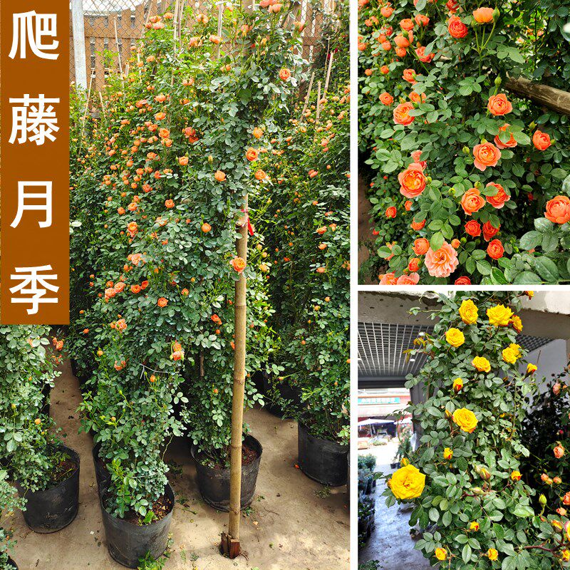 爬藤月季阳台蔷薇植物玫瑰盆h栽花苗浓香庭院阳台种植