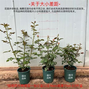 涌流 根接苗 匠人月季 玫瑰花 四季开花阳台盆栽植物
