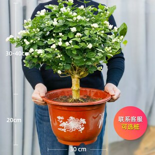 重瓣茉莉花老桩独杆单瓣茉莉花盆栽虎头茉莉独杆栀子花宝珠茉莉花