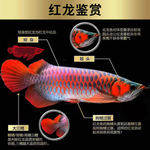 金龙鱼活鱼印尼辣椒红龙鱼苗高背金龙鱼活鱼体幼苗观赏练手大现货