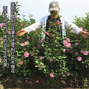 重瓣粉红色木槿花苗丛生木槿花球耐热抗寒庭院户外花灌木花篱笆苗