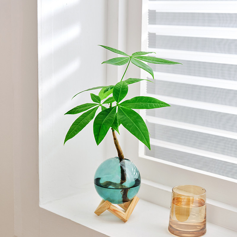 现代北欧风创意简约水培植物发财树绿植球形花瓶办公室桌面小摆件
