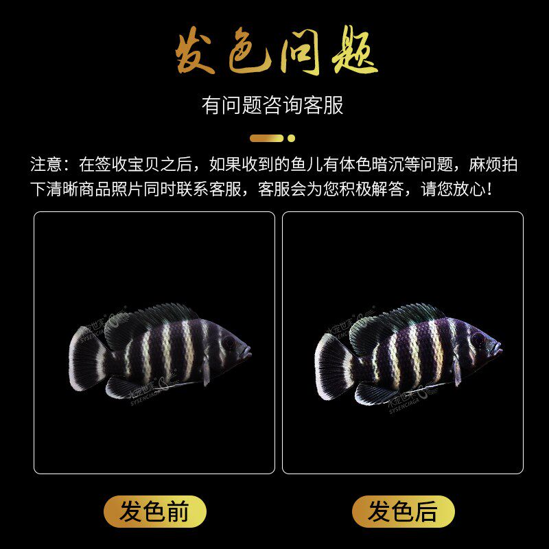 十间鱼马鲷鱼非洲热带观赏鱼凶猛大型k鱼发财鱼印尼虎龙鱼配鱼