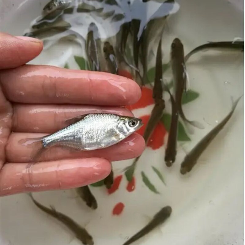 速发武昌鱼苗 鳊鱼苗 三角鲂鱼 三角边鱼沙边鱼苗团头鲂 活体包活