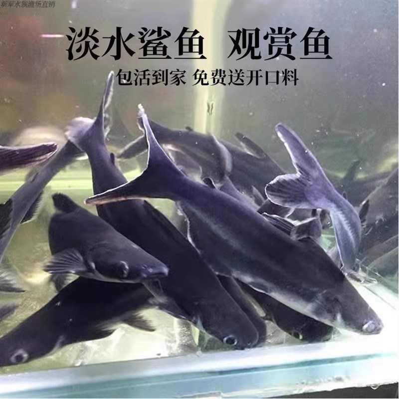 新品蓝鲨c观赏鱼包邮包损热带鱼群游鱼清道夫清洁鱼大型鱼龙鱼配