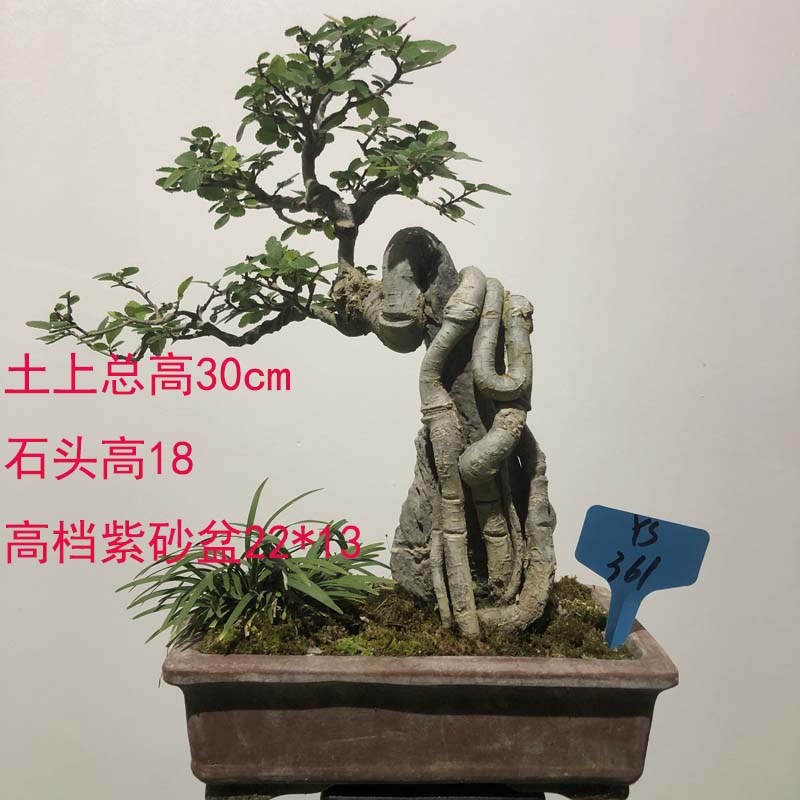 小叶榆树盆景悬崖临水造型微盆景文人附石榆树提根抱石阳台办公桌