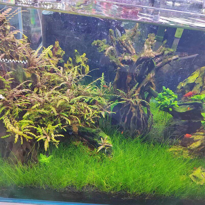 工厂销[广州速发]各种草坪造景水草鱼缸草l皮爬地矮珍珠迷你牛毛