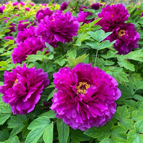 10年牡丹树 适合有院子的 红色 粉色 复色 黑色紫色 黄色耐寒花卉