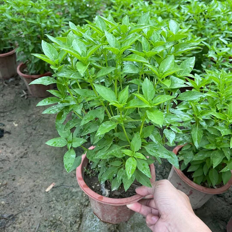 现货九层塔盆栽新l鲜可食用香料调味三杯鸡擂茶薄荷紫苏罗勒潮汕