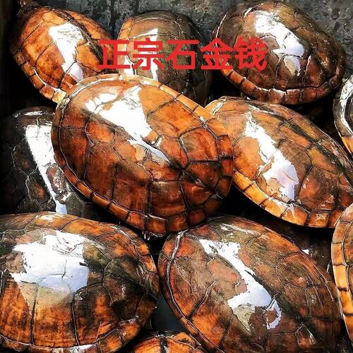 速发纯种正宗石金钱乌龟活物可煲汤观赏龟外塘冷水长寿宠物南石小