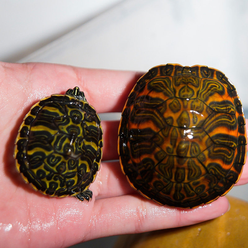 速发红腹火焰龟观赏龟深水龟鱼缸混养g小宠物学生好养适合家养乌