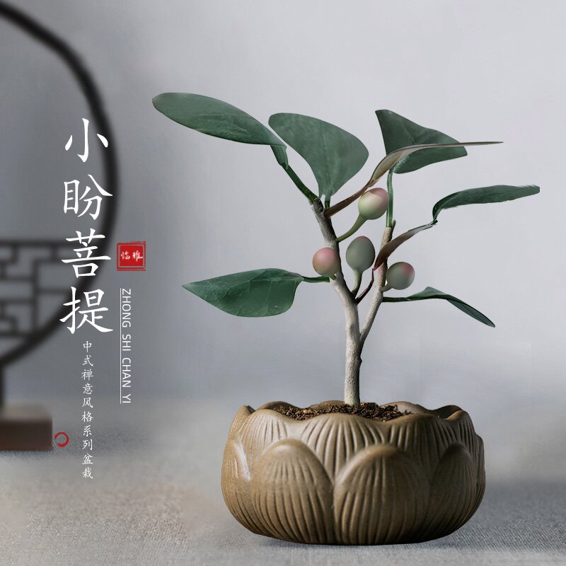 菩提树盆栽室内禅空意物植办公室桌面好养盆景净化气观叶绿植
