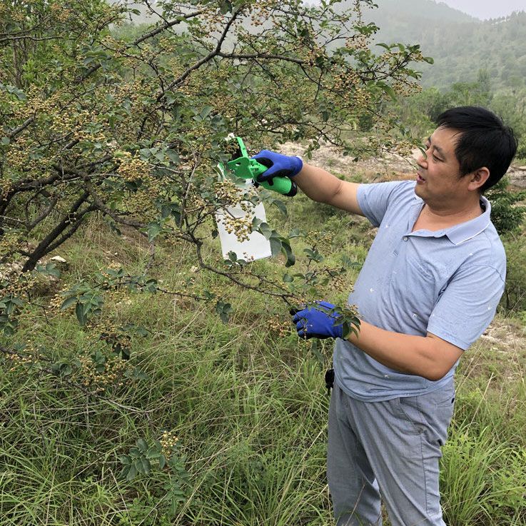 采花椒的机d器摘花椒专用神器电动采摘机全自动专用多功能机器工