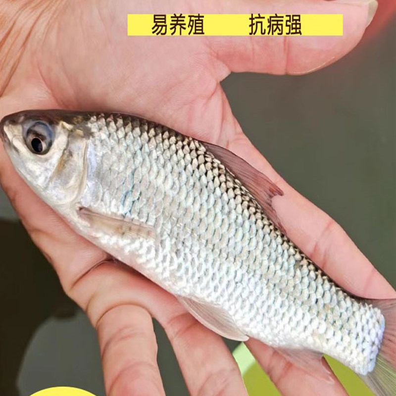 推荐鲮鱼苗土鲮鱼苗淡水 养殖 食用淡水鱼苗批 发土凌鱼苗小鱼苗