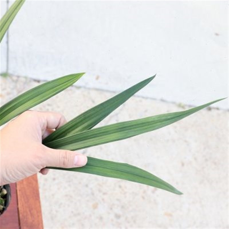 兰花苗建兰 素君荷 四季兰素心荷瓣花香花大叶质厚大z圆舌舌净素