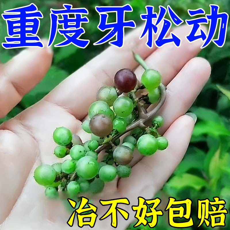 网红【永不在范】专攻牙齿松动牙晃动吃不了东西牙龈肿痛固齿防蛀