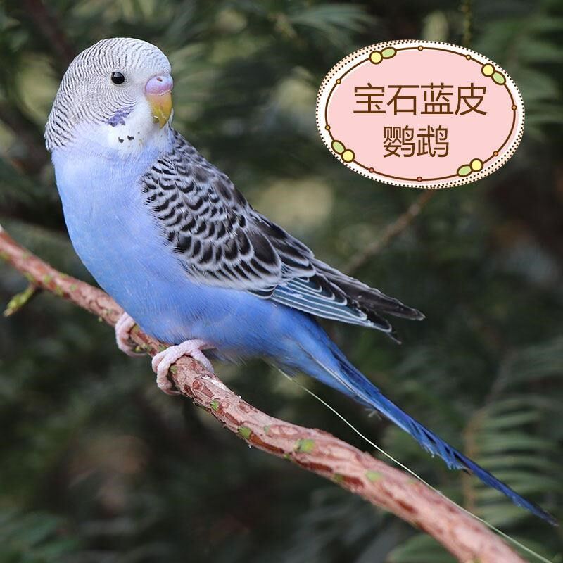 鹦鹉鸟鸟活物虎牡鹦鹉小鸟活鸟会说话的鸟类活活宠物玄凤皮丹鹦