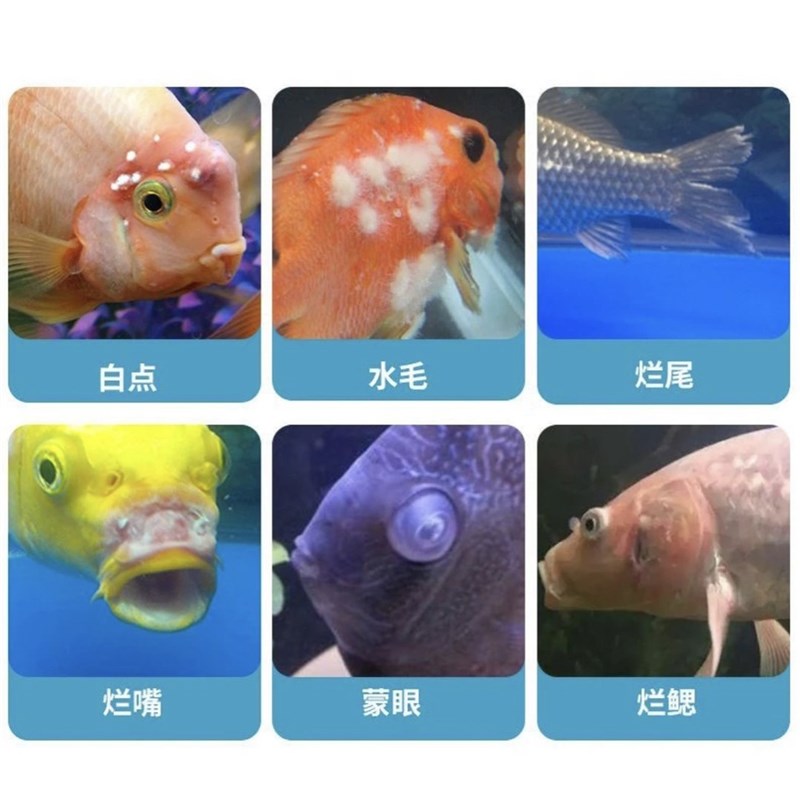 鱼白点白毛i粉白点净锦鲤金鱼白毛烂尾专用粉